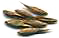 Bambussamen von 1996/97
